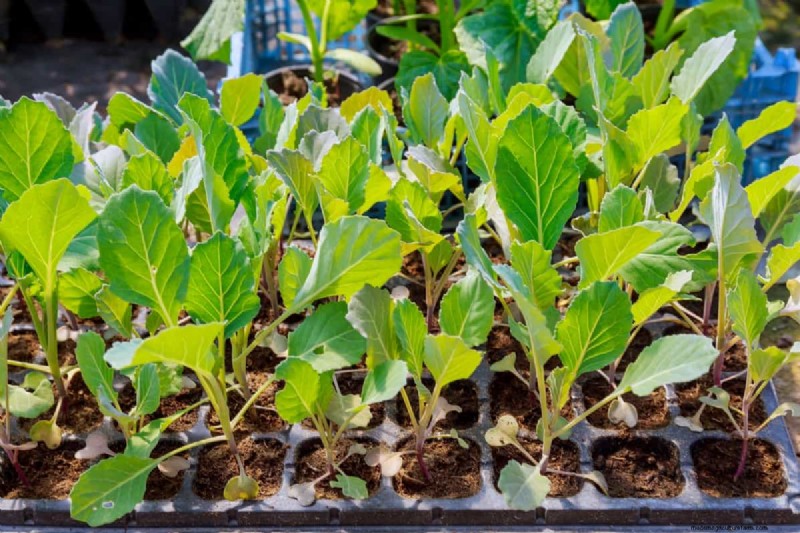Germinazione dei semi di cavolo:selezione e migliori pratiche per piante sane 