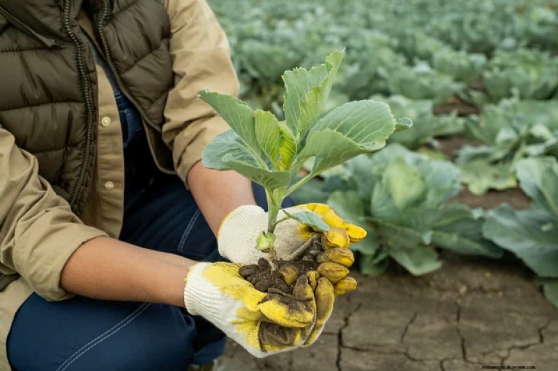 Germinazione dei semi di cavolo:selezione e migliori pratiche per piante sane 