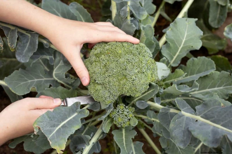 Broccolizaden:kiem-, selectie- en kweekgids 