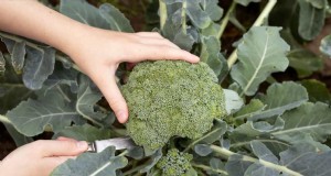 Semi di broccoli:guida alla germinazione, selezione e coltivazione 