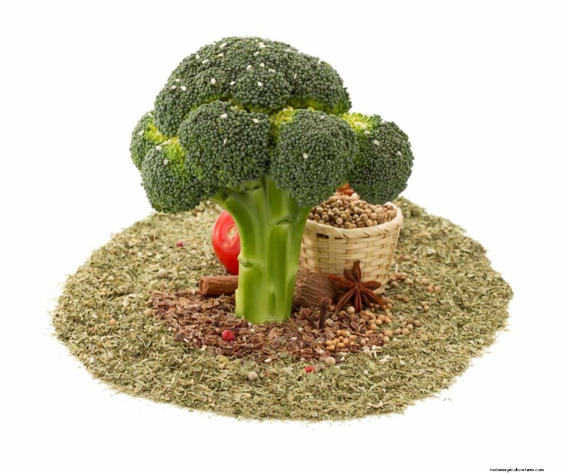 Broccolizaden:kiem-, selectie- en kweekgids 