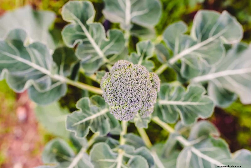 Broccolizaden:kiem-, selectie- en kweekgids 