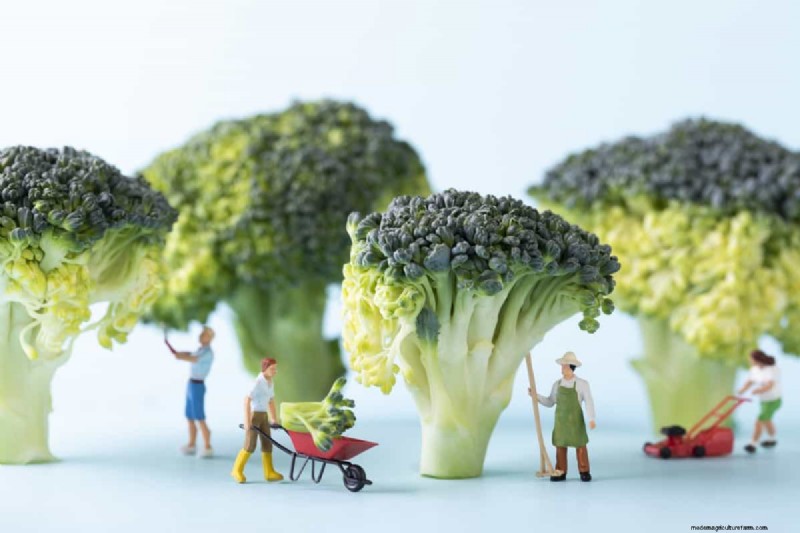 Broccolizaden:kiem-, selectie- en kweekgids 