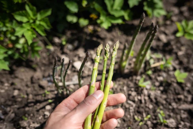 Asparagi in crescita:guida alla germinazione dei semi e alla selezione delle varietà 