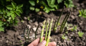 Menanam Asparagus:Panduan Perkecambahan Benih &Pemilihan Varietas 