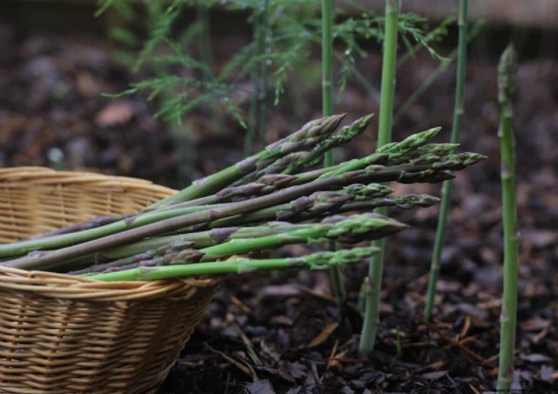 Asparagi in crescita:guida alla germinazione dei semi e alla selezione delle varietà 