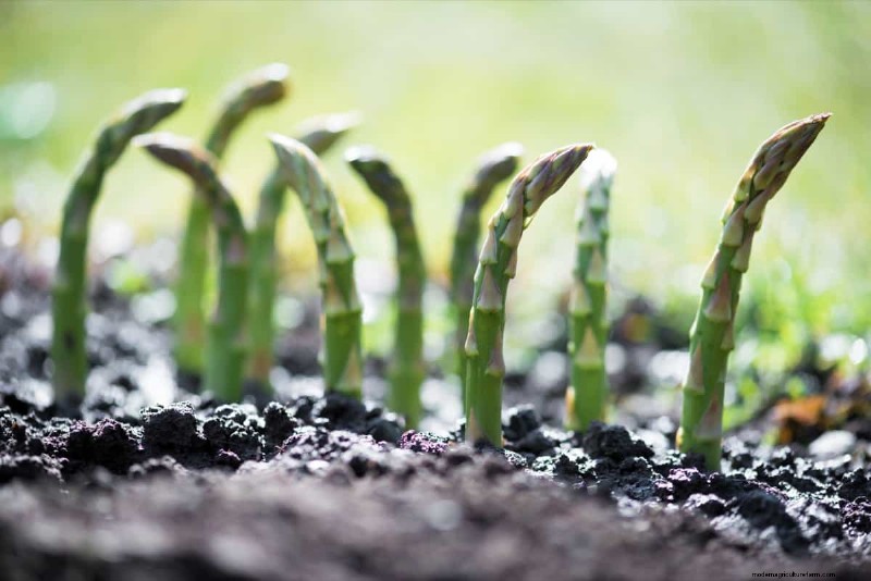 Asparagi in crescita:guida alla germinazione dei semi e alla selezione delle varietà 