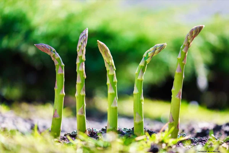 Asparagi in crescita:guida alla germinazione dei semi e alla selezione delle varietà 