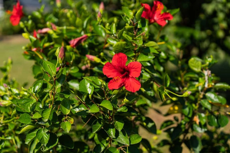Hibiscus uit bloem kweken:een stapsgewijze handleiding 