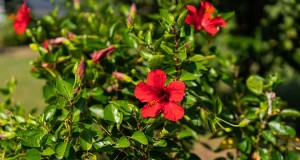 Cultivando hibisco a partir de flores:um guia passo a passo 