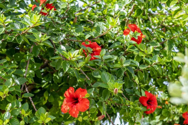 Hibiscus uit bloem kweken:een stapsgewijze handleiding 
