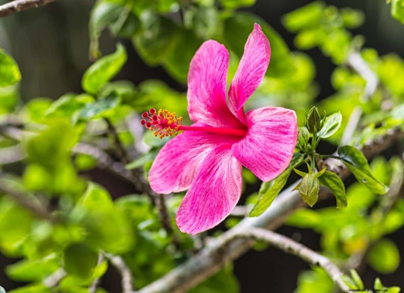 Hibiscus uit bloem kweken:een stapsgewijze handleiding 