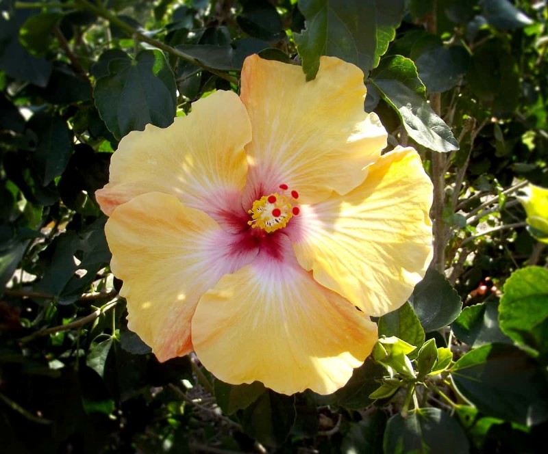 Hibiscus uit bloem kweken:een stapsgewijze handleiding 