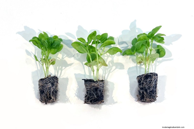 Stecker:Anbau und Pflege von Bonnie Plants® Gemüse-, Obst- und Kräutersteckern 