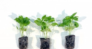 Stecker:Anbau und Pflege von Bonnie Plants® Gemüse-, Obst- und Kräutersteckern 