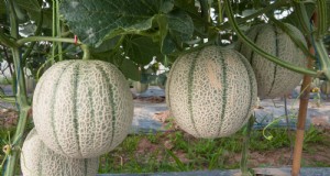 Vertikaler Melonenanbau:Platz und Ertrag maximieren – Expertentipps 