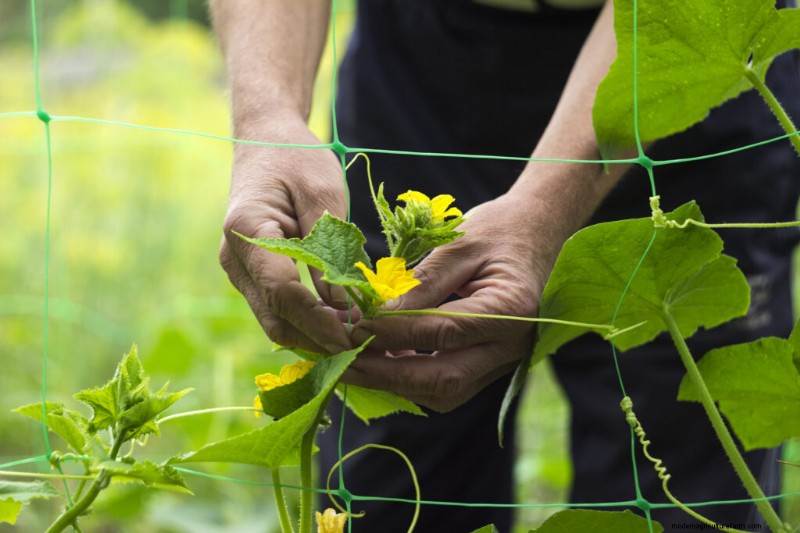Gurkenanbau:Blüte, Bestäubung und Fruchtansatz für optimale Erträge 