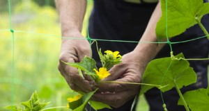 Komkommerteelt:bloei, bestuiving en vruchtzetting voor optimale opbrengsten 