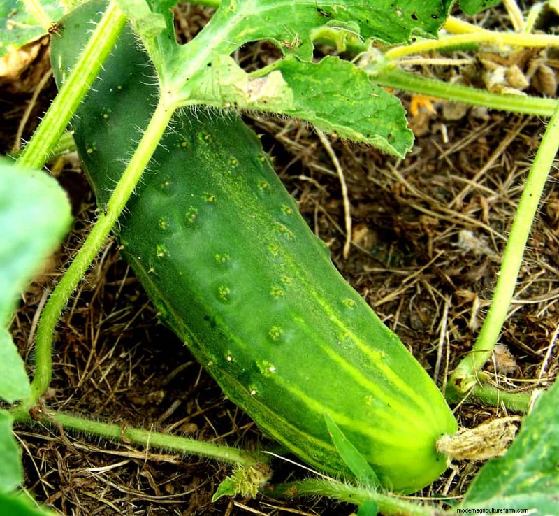 Gurkenanbau:Blüte, Bestäubung und Fruchtansatz für optimale Erträge 