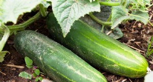 Le migliori varietà di cetrioli per giardinieri:affettare e marinare 