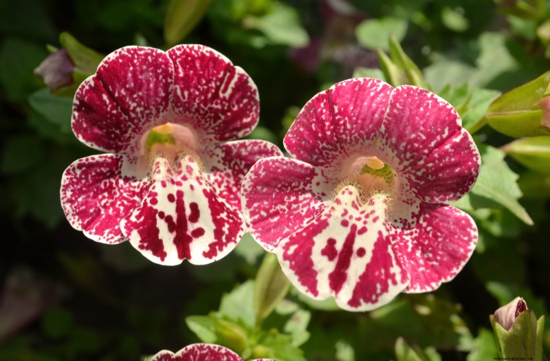 Bunga Monyet (Mimulus):Panduan Tumbuh &Perawatan - Mekar Bersemangat 