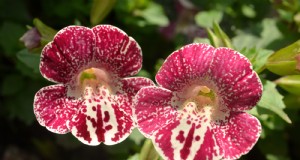Monkey Flower (Mimulus):Gids voor kweken en verzorgen - Levendige bloemen 