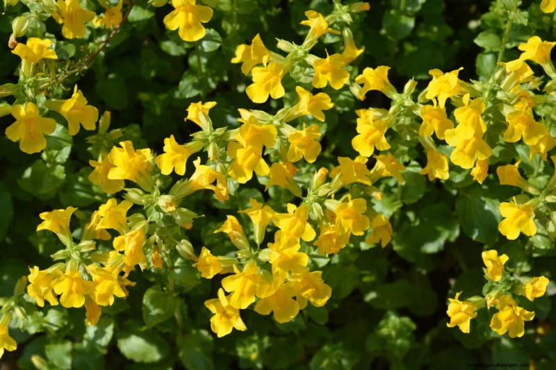 Bunga Monyet (Mimulus):Panduan Tumbuh &Perawatan - Mekar Bersemangat 