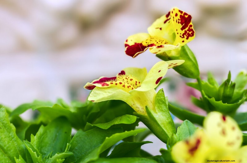 Bunga Monyet (Mimulus):Panduan Tumbuh &Perawatan - Mekar Bersemangat 