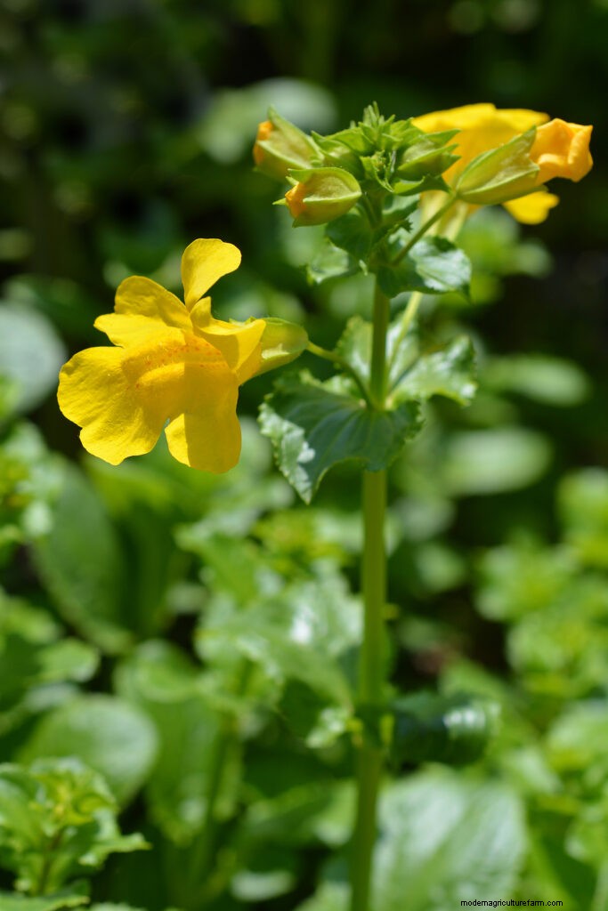 Bunga Monyet (Mimulus):Panduan Tumbuh &Perawatan - Mekar Bersemangat 