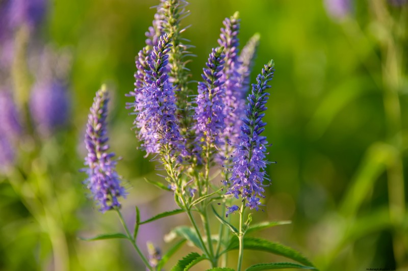 Growing Speedwell (Veronica):una guida completa 