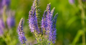 Growing Speedwell (Veronica):una guida completa 