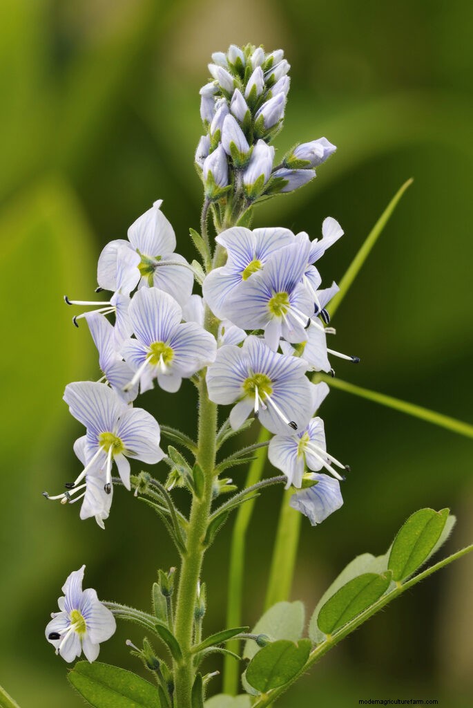 Growing Speedwell (Veronica):una guida completa 
