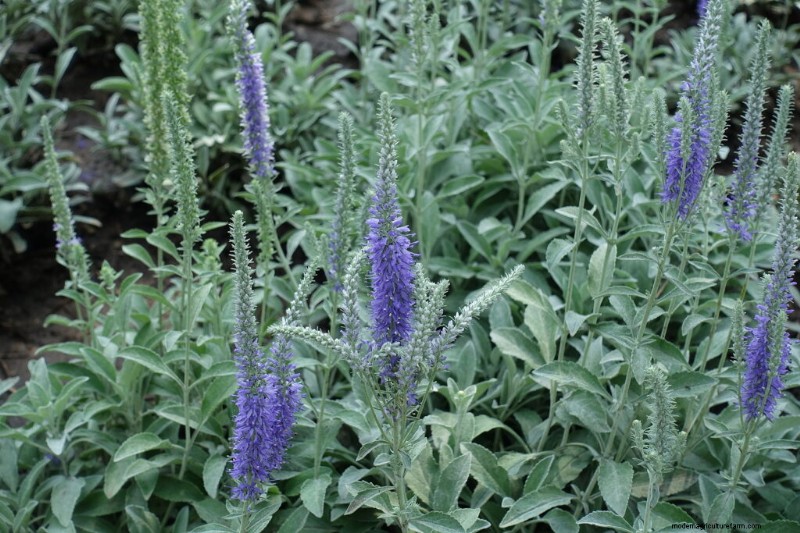 Growing Speedwell (Veronica):una guida completa 