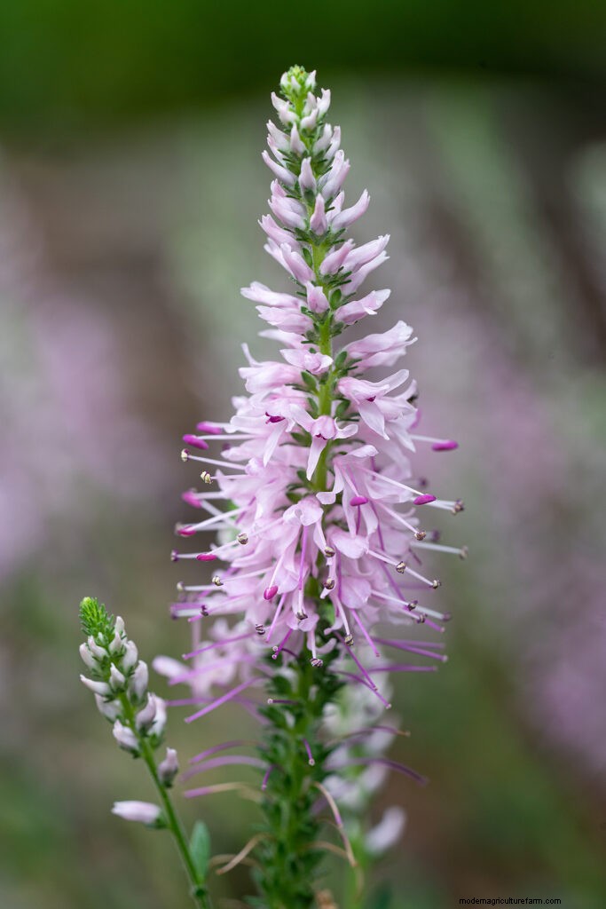 Growing Speedwell (Veronica):una guida completa 