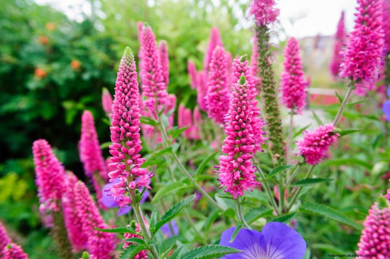 Growing Speedwell (Veronica):una guida completa 