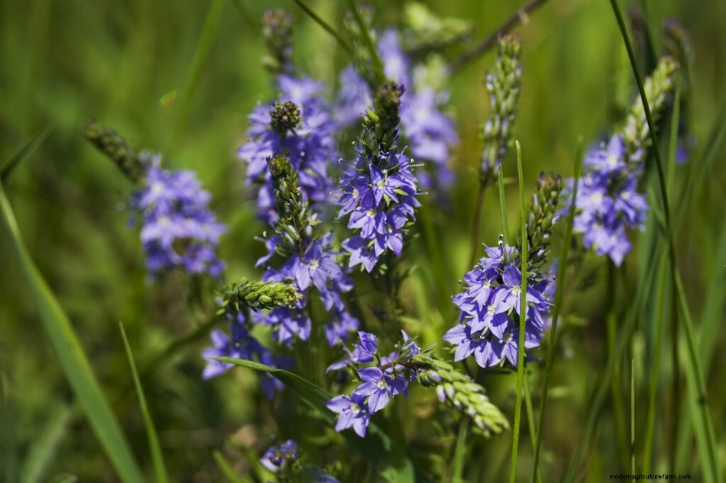 Growing Speedwell (Veronica):una guida completa 