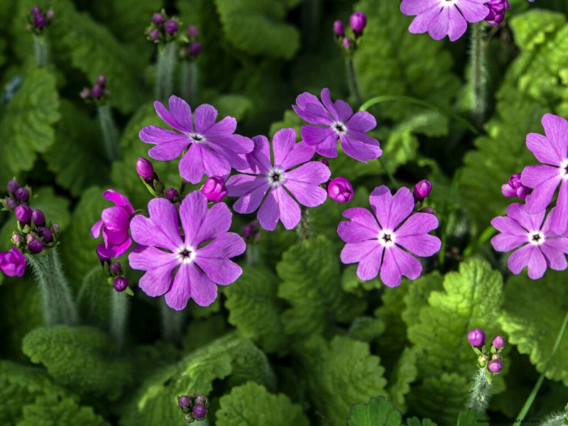 Primule in crescita:una guida completa alla primula 