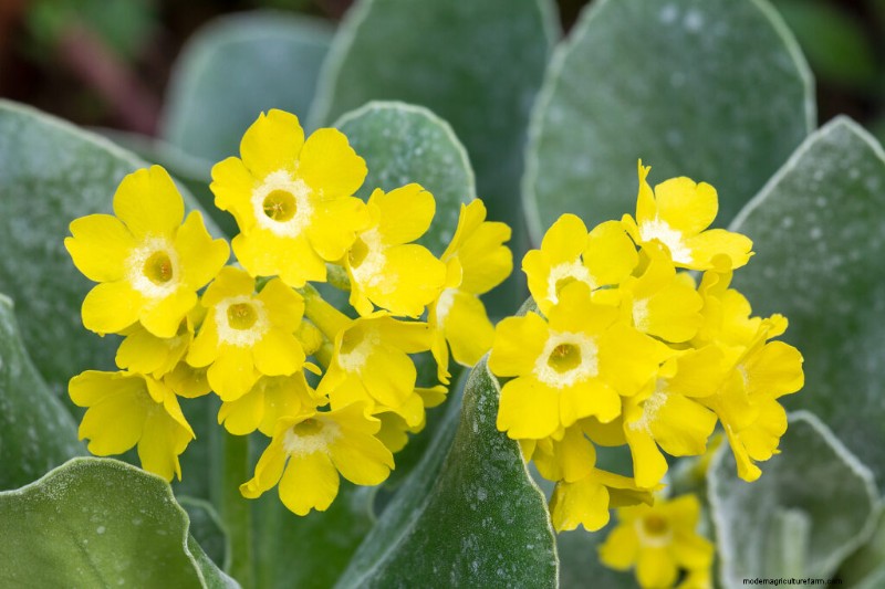 Primule in crescita:una guida completa alla primula 