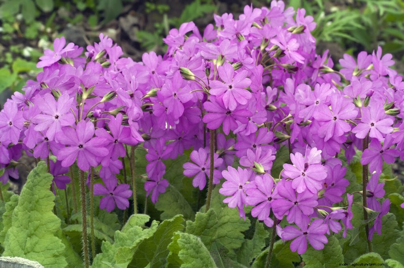 Primule in crescita:una guida completa alla primula 