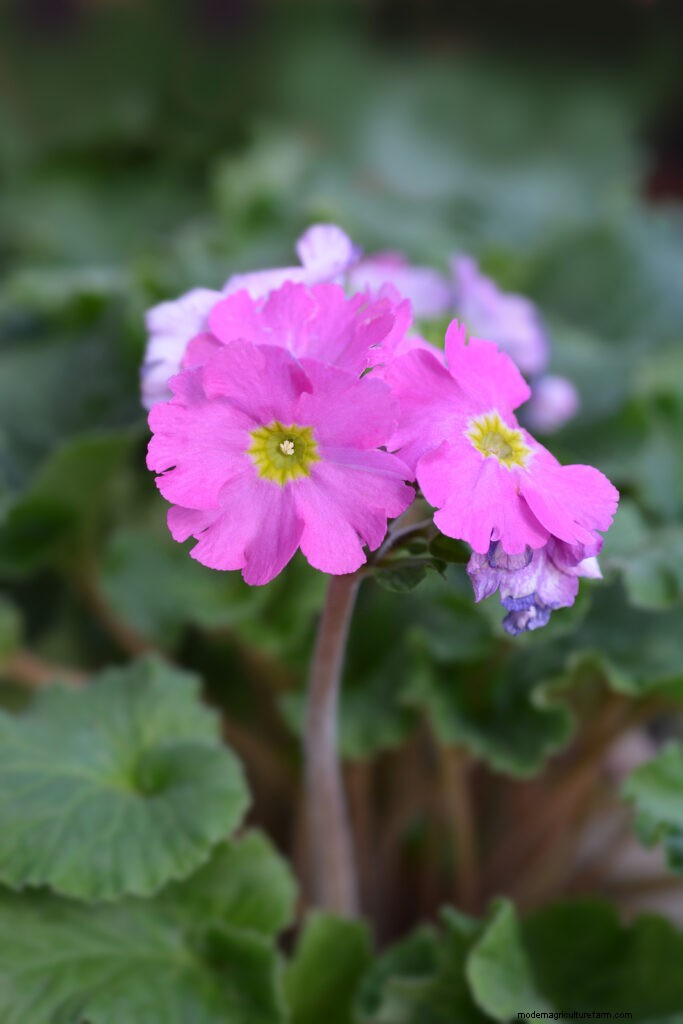 Primule in crescita:una guida completa alla primula 