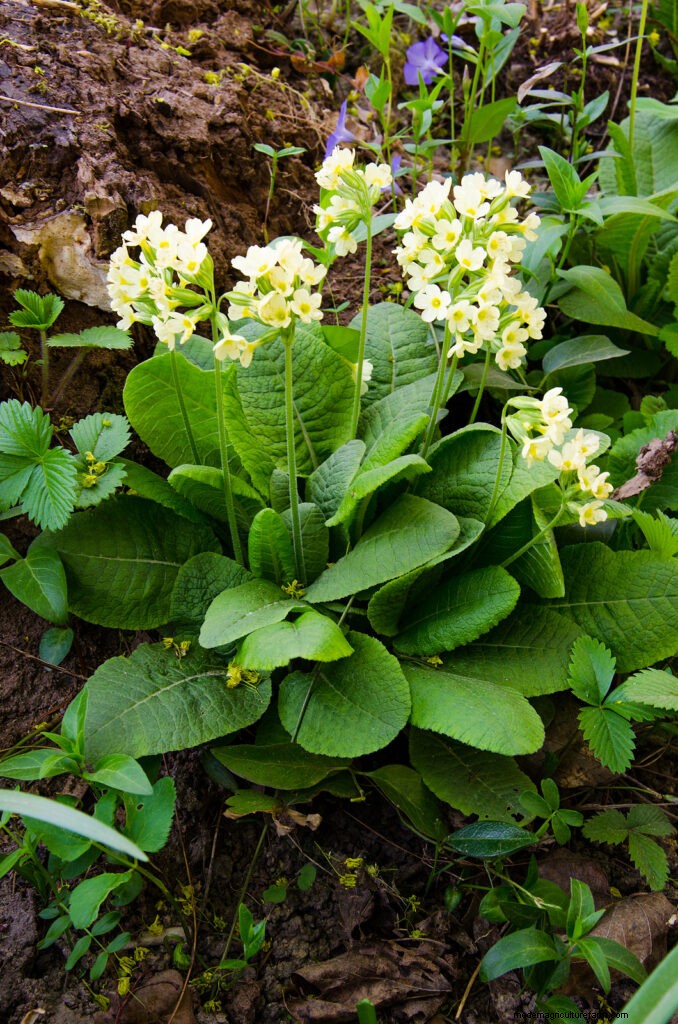 Primule in crescita:una guida completa alla primula 