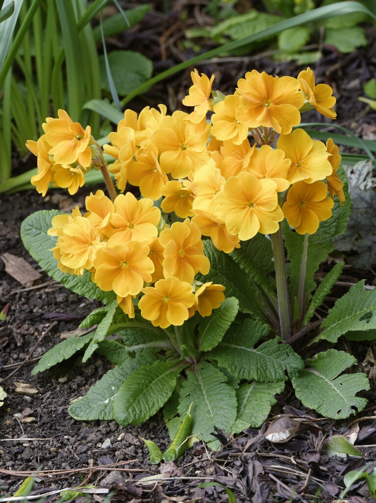 Primule in crescita:una guida completa alla primula 