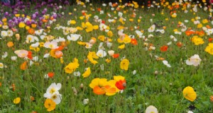 Growing Poppies:Panduan Lengkap untuk Menanam &Merawat 
