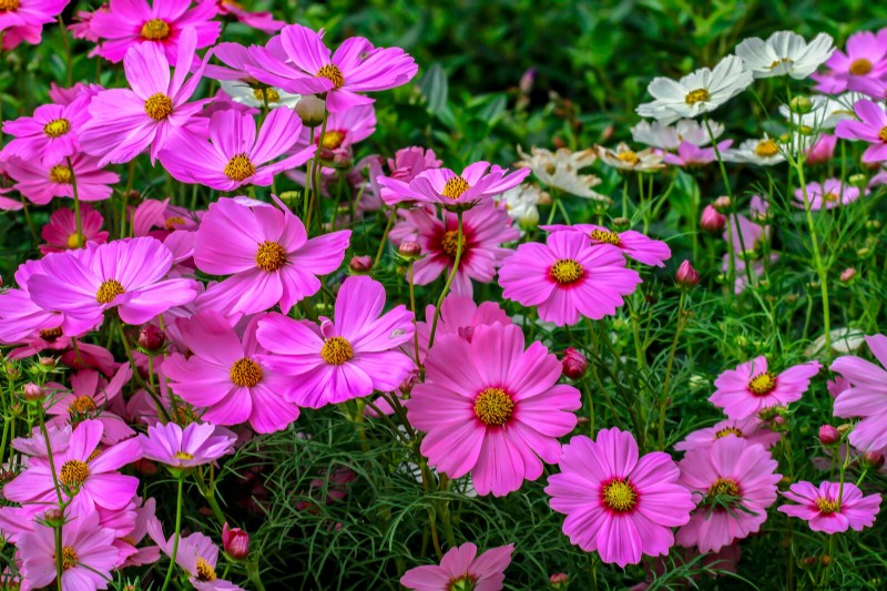 Cosmo:coltivare e prendersi cura di questi bellissimi fiori 