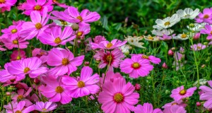 Cosmo:coltivare e prendersi cura di questi bellissimi fiori 