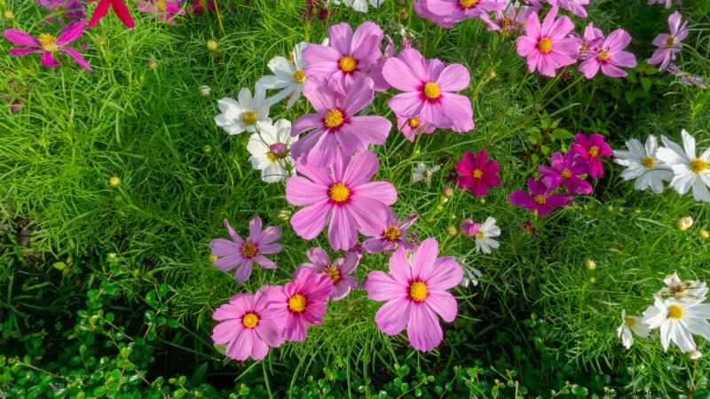 Cosmo:coltivare e prendersi cura di questi bellissimi fiori 