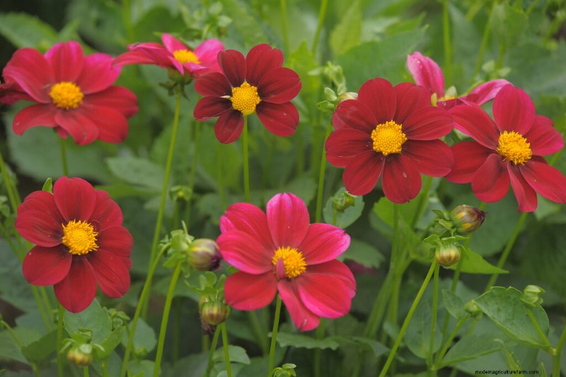 Cosmo:coltivare e prendersi cura di questi bellissimi fiori 