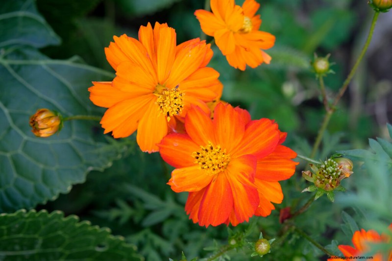 Cosmo:coltivare e prendersi cura di questi bellissimi fiori 