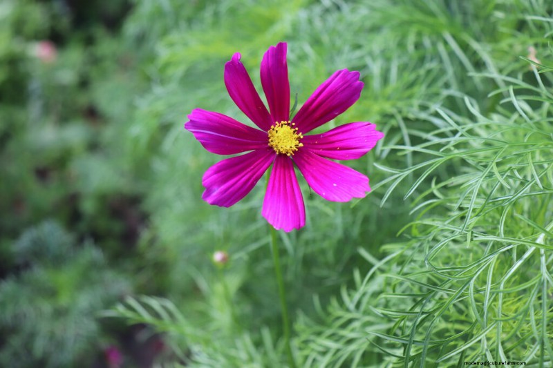 Cosmo:coltivare e prendersi cura di questi bellissimi fiori 