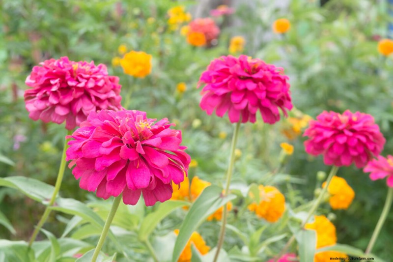 Guida alla coltivazione della zinnia:semina, cura e raccolta 